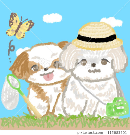 Two Shih Tzu dogs collecting insects under the blue sky 115683301