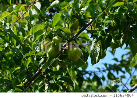 Plum fruit Plum fruit 115684064