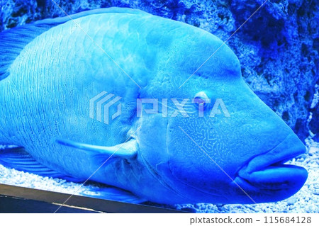 魚在水族館裡游泳 魚在水族館裡游泳 115684128