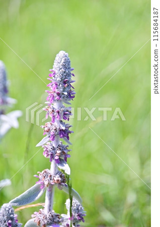 Rumsuier's flower Rumsuier's flower 115684187