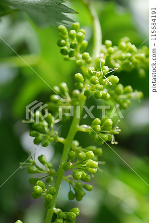葡萄花蕾20240501 115684191