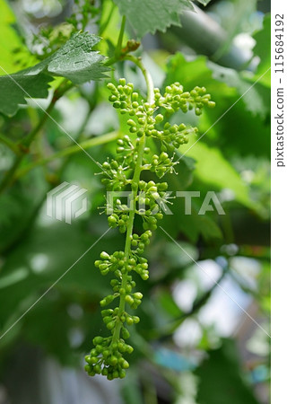 葡萄花蕾20240502 115684192