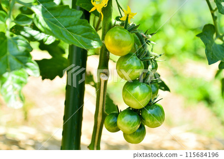 Still blue mini tomatoes 115684196