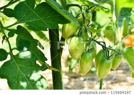 Blue cherry tomatoes growing in the field Blue cherry tomatoes growing in the field 115684197