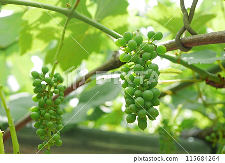 還是青葡萄20240602 還是青葡萄20240602 115684264