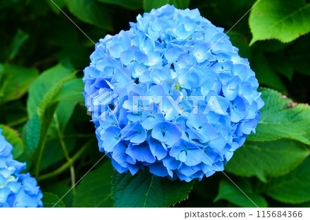 藍繡球 藍繡球 115684366