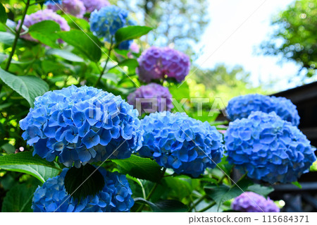 A lot of blue hydrangeas A lot of blue hydrangeas 115684371