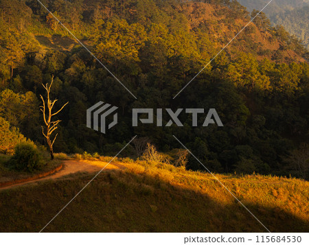 Dead tree under warm sunset light on mountain hill in Chiang Mai - Thailand Dead tree under warm sunset light on mountain hill in Chiang Mai - Thailand 115684530