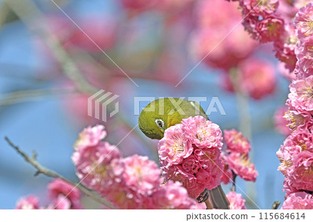 A white-eye has arrived to the red plum blossoms in full bloom (spring image) (heartwarming image) 115684614