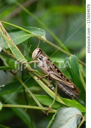 生活在樹林裡的大蚱蜢的生態照片 115684676