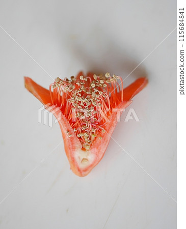 Pomegranate flower sepals 20240601 Pomegranate flower sepals 20240601 115684841