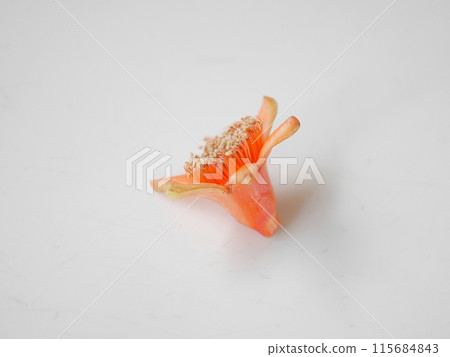 Pomegranate flower sepals 20240602 Pomegranate flower sepals 20240602 115684843