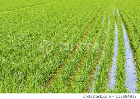 Paddy fields, rice growing areas Paddy fields, rice growing areas 115684912