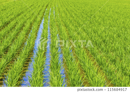 Paddy fields, rice growing areas Paddy fields, rice growing areas 115684917