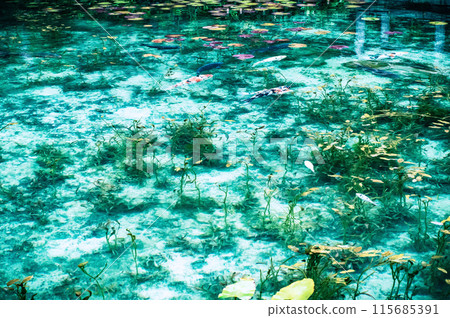 Carp swimming in a nameless pond 115685391