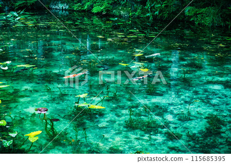 Carp swimming in Monet's pond 115685395