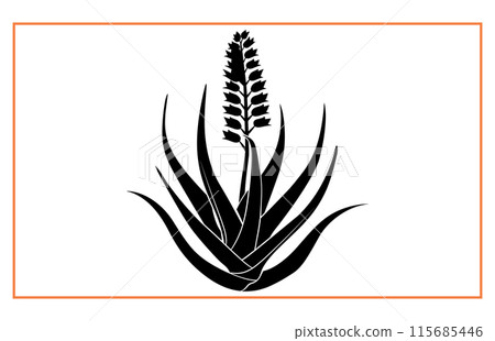 Silhouette aloe vera plant icon, Aloe vera Plant Black White Design Silhouette 115685446
