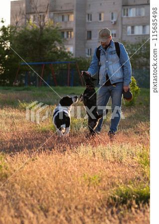 Man with dogs playing in grassy field at sunset. 115685498