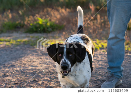 Hound approaching with playful expression at sunset. Hound approaching with playful expression at sunset. 115685499