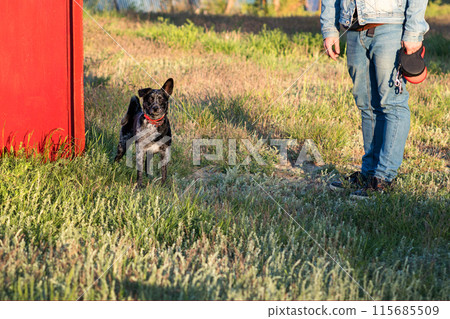 Man interacting with dog in a field. Man interacting with dog in a field. 115685509