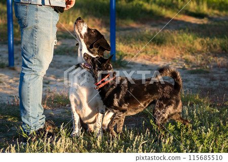 Black dog and hound looking up attentively at owner. 115685510