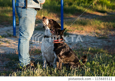 Man and two dogs looking attentively, outdoors Man and two dogs looking attentively, outdoors 115685511