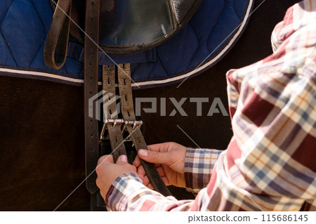 Hands adjusting saddle straps on horse. 115686145