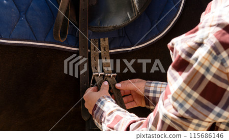 Hands adjusting saddle straps on horse. Hands adjusting saddle straps on horse. 115686146