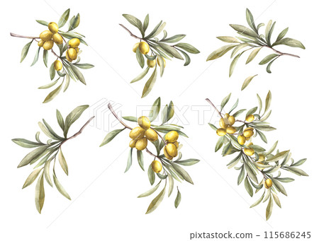 Olive tree branch with green leaves and ripe... - Stock Illustration ...