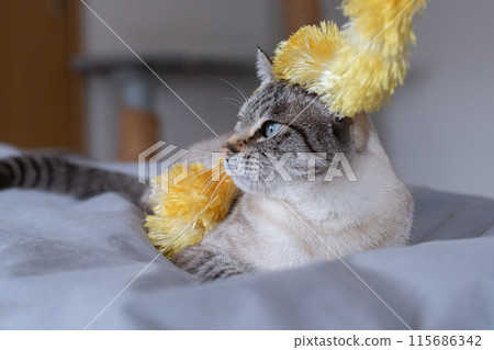 The expression of a cat with a toy entangled in it - Siamese tabby cat The expression of a cat with a toy entangled in it - Siamese tabby cat 115686342