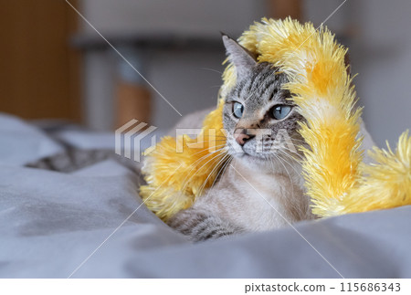 The expression of a cat with a toy entangled in it - Siamese tabby cat The expression of a cat with a toy entangled in it - Siamese tabby cat 115686343