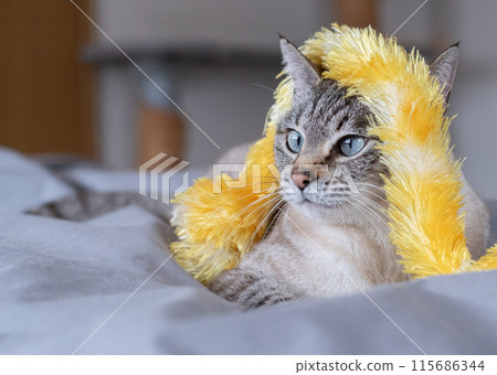 The expression of a cat with a toy entangled in it - Siamese tabby cat The expression of a cat with a toy entangled in it - Siamese tabby cat 115686344