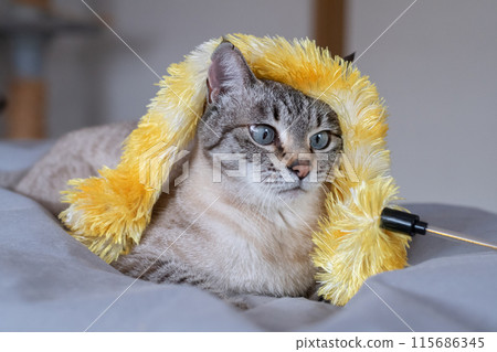 The expression of a cat with a toy entangled in it - Siamese tabby cat The expression of a cat with a toy entangled in it - Siamese tabby cat 115686345