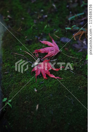 秋葉在新綠中染紅的美麗 秋葉在新綠中染紅的美麗 115686356