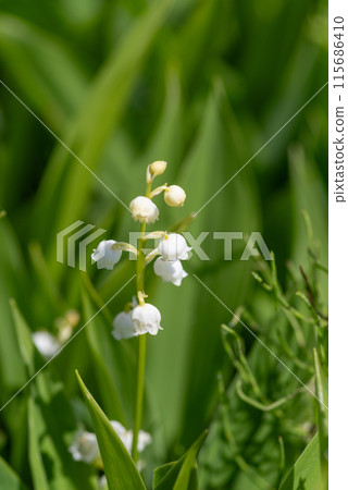Lily of the valley with small flowers Lily of the valley with small flowers 115686410