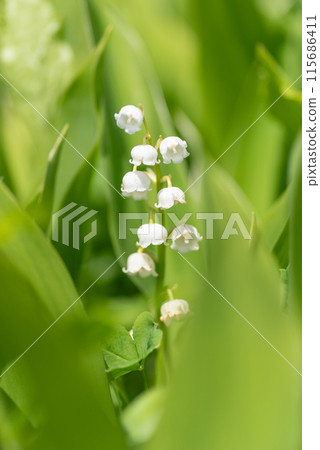 Lily of the valley with small flowers Lily of the valley with small flowers 115686411