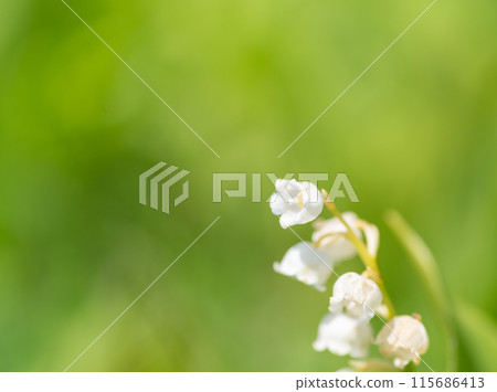 鈴蘭與小花 115686413