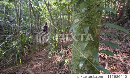 Slow Motion Video of Vine Climbing a Tree in the Jungle 115686440