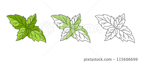 Mint leaves, colorful and line icons set. Organic useful medicinal herb vector outline icon, monochrome and color illustration. Healthy nutrition, vegetarian dietary product. For logo, coloring book 115686699