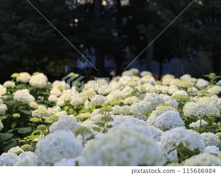 White hydrangea White hydrangea 115686984
