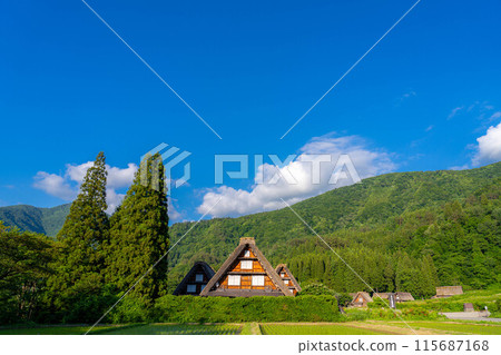 [世界遺產]白川鄉、初夏的三棵棕櫚樹[岐阜縣] 115687168