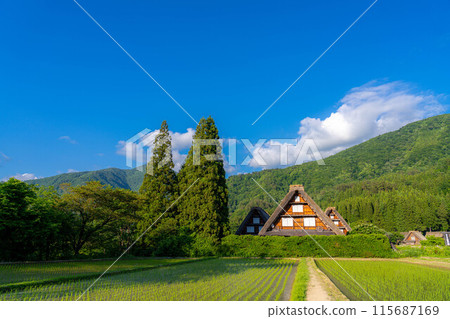 [World Heritage] Shirakawa-go, Sanrengosho in early summer [Gifu Prefecture] 115687169