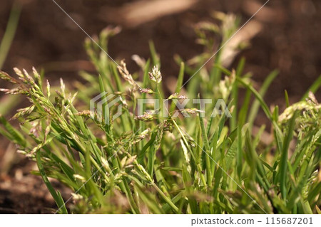 Annual bluegrass, a troublesome weed Annual bluegrass, a troublesome weed 115687201