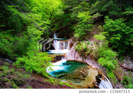 [Early summer ingredients] Fresh greenery in Nishizawa Valley and Nanatsugama Godan Falls [Yamanashi Prefecture] 115687313