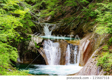 [初夏素材]新綠的西澤溪谷、七釜五端瀑布[山梨縣] 115687318