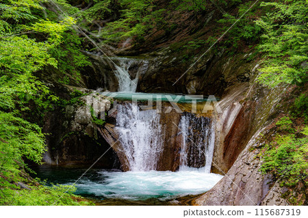 [Early summer ingredients] Fresh greenery in Nishizawa Valley and Nanatsugama Godan Falls [Yamanashi Prefecture] 115687319