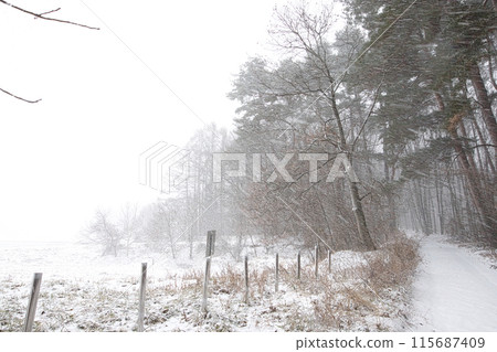 A snowing forest A snowing forest 115687409