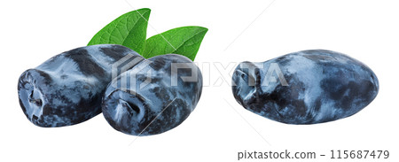 Fresh honeysuckle blue berry isolated on white background with full depth of field 115687479