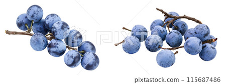 Fresh blackthorn berries with twig, prunus spinosa isolated on white background with full depth of field Fresh blackthorn berries with twig, prunus spinosa isolated on white background with full depth of field 115687486