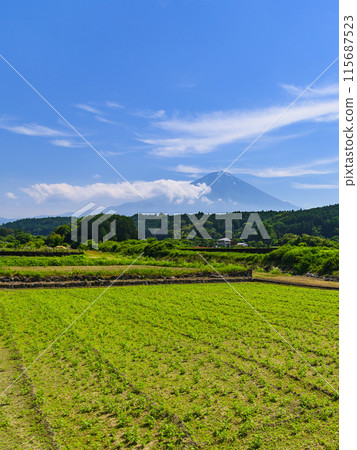 Spectacular view of the countryside of Yuno, Fujinomiya City, Shizuoka Prefecture and Mt. Fuji 115687523